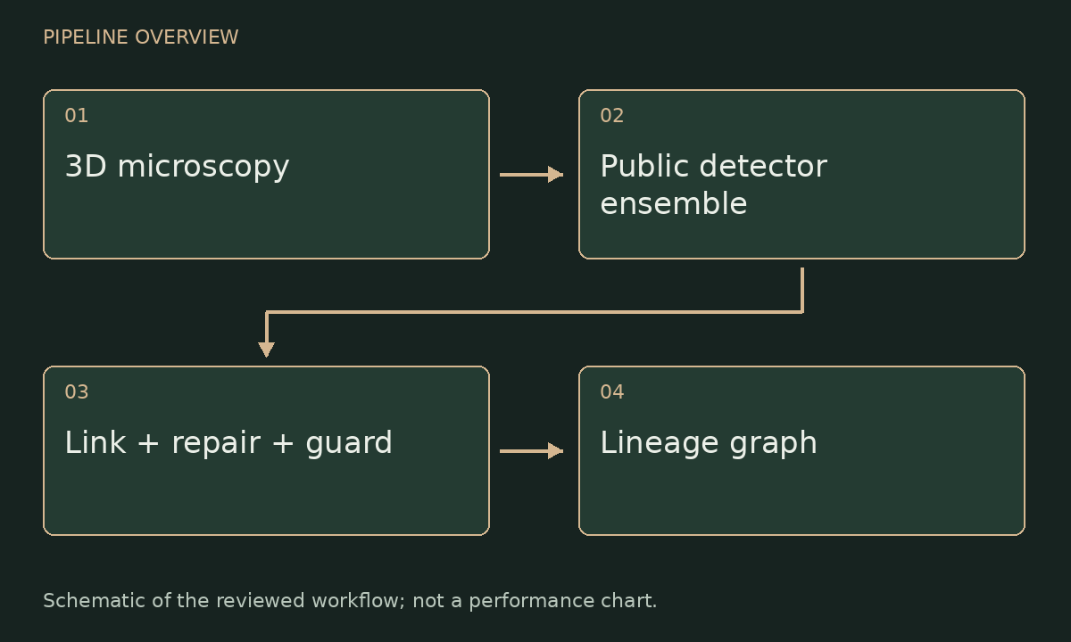 Pipeline schematic: 3D microscopy → Public detector ensemble → Link + repair + guard → Lineage graph