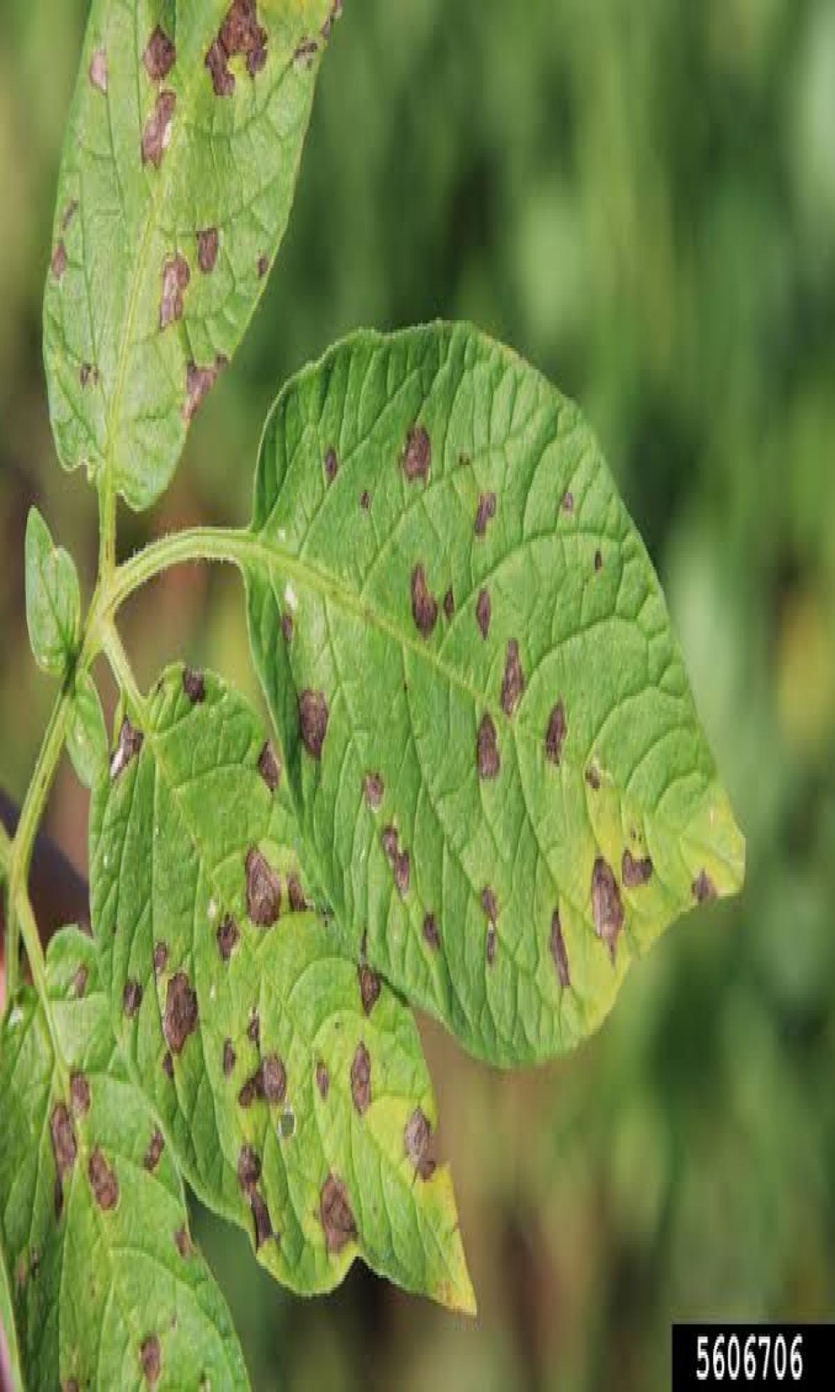 potato disease detection and classification