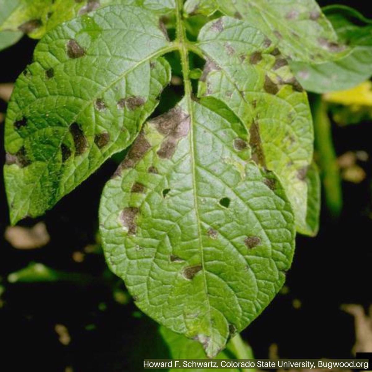 potato disease detection and classification